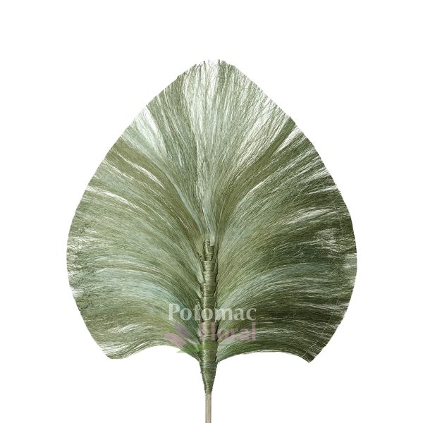 Palmページ Dried Large Heart Palm 42
